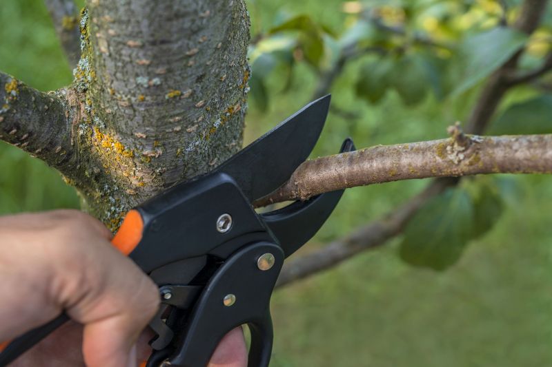 Arborist Tree Service detail