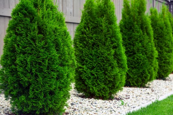 Arborvitae Planting in Brighton