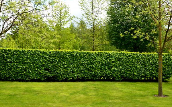 Hedge Planting in Brighton