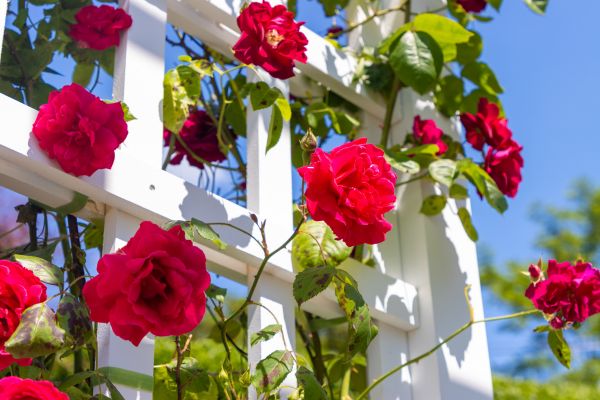 Home Gardening Service in Brighton