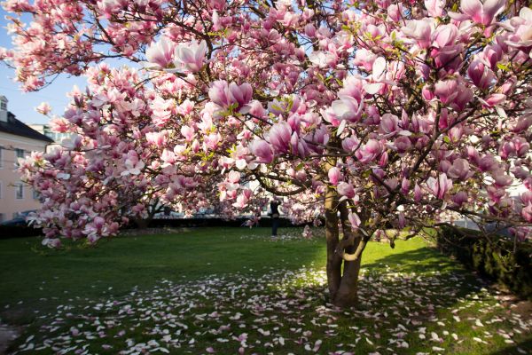 Magnolia Tree Planting in Brighton
