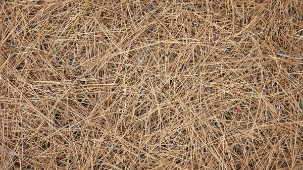 Pine Needles Delivery in Brighton