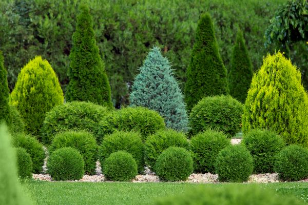 Shrub Replacement in Brighton
