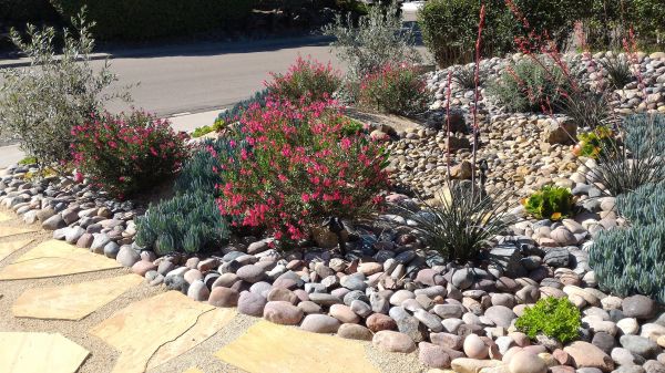 Xeriscape Landscaping in Brighton