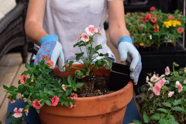 Plant Care Service in Brighton