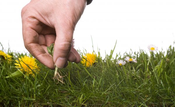 Lawn Weeding in Brighton