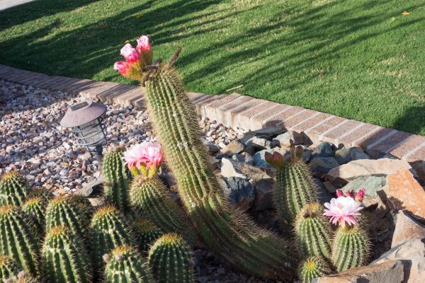 Desert Landscaping in Brighton