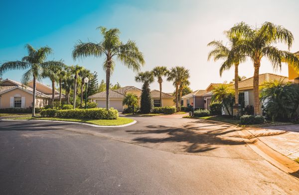 Palm Tree Landscaping in Brighton