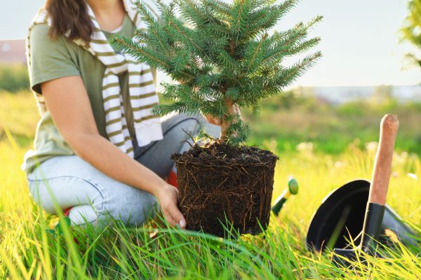 Spruce Tree Planting in Brighton