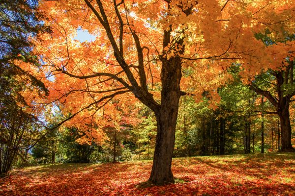 Maple Tree Planting in Brighton