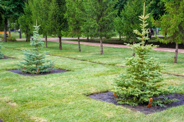 Privacy Trees Planting in Brighton