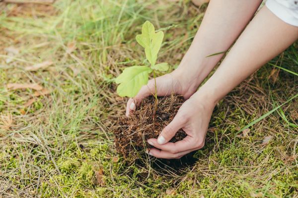 Oak Tree Planting in Brighton