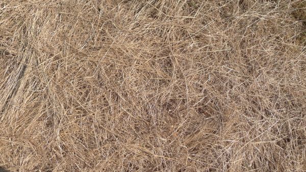 Pine Straw Replacement in Brighton