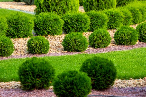 Bush Replacement in Brighton