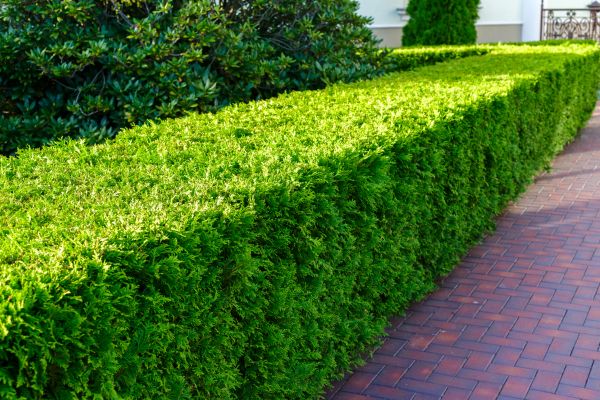 Hedge Installation in Brighton