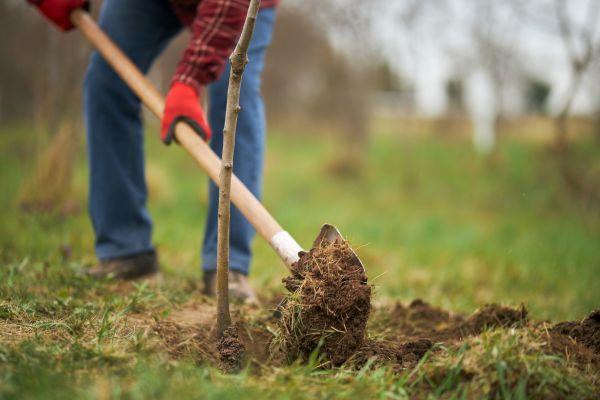 Trees Planting in Brighton