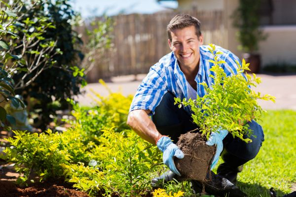 Shrub Landscaping in Brighton