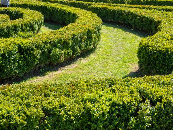Bush Landscaping in Brighton