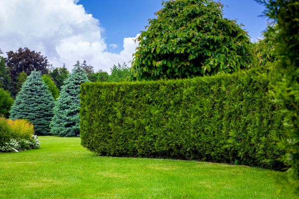 Hedge Landscaping in Brighton