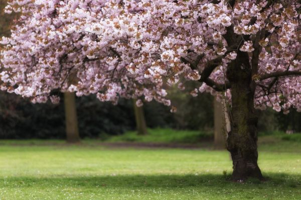 Cherry Tree Planting in Brighton