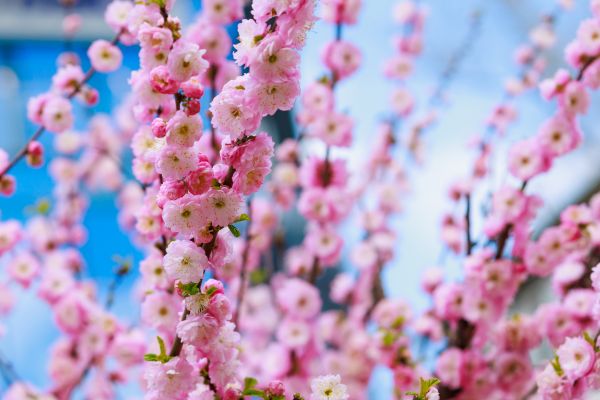 Japanese Cherry Tree Planting in Brighton
