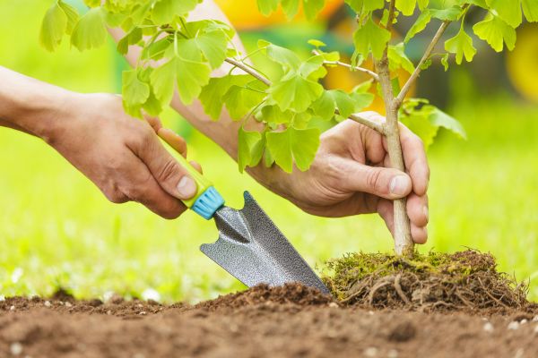 Fruit Tree Planting in Brighton