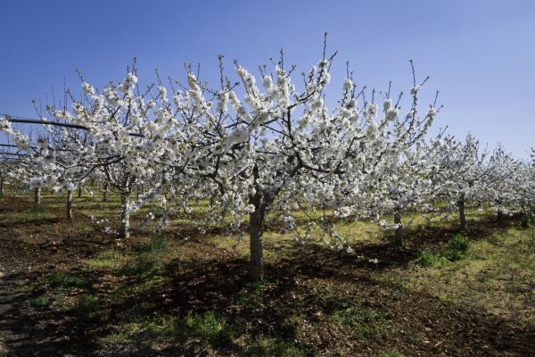 Orchard Planting in Brighton