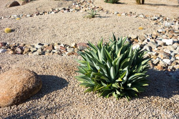 Xeriscaping Service in Brighton