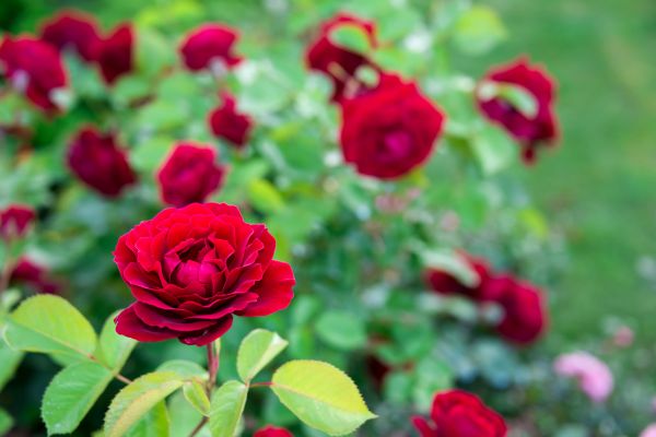 Rose Planting in Brighton