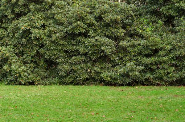 Privacy Hedge Planting in Brighton