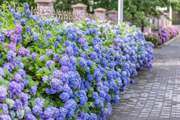Hydrangea Landscaping in Brighton