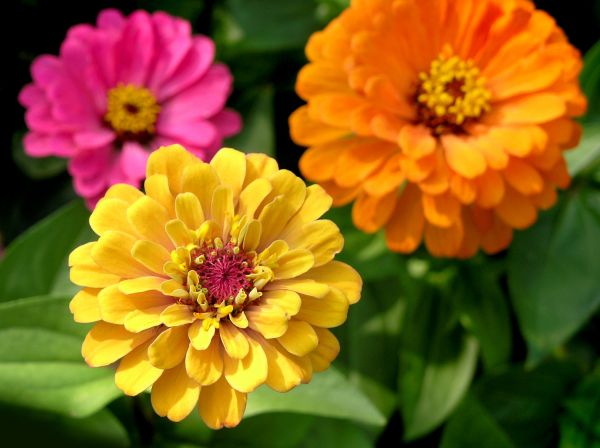 Zinnia Planting in Brighton