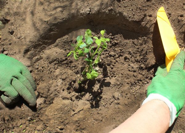 Rose Bush Planting in Brighton