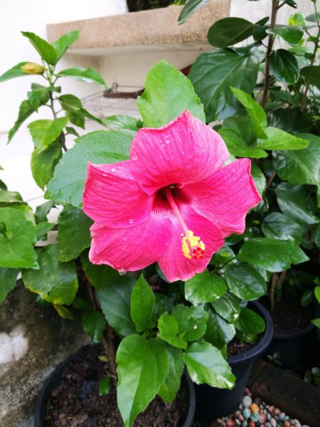 Hibiscus Planting in Brighton