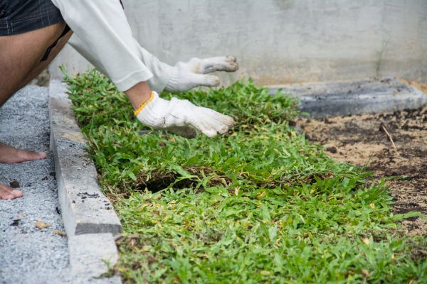 Ground Cover Planting in Brighton