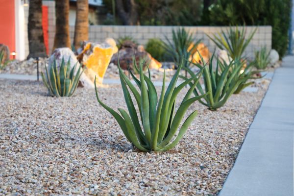 Drought Resistant Landscaping in Brighton