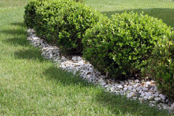 Boxwood Planting in Brighton
