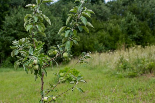 Apple Tree Planting in Brighton