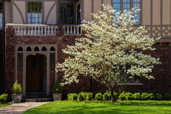 Dogwood Tree Planting in Brighton